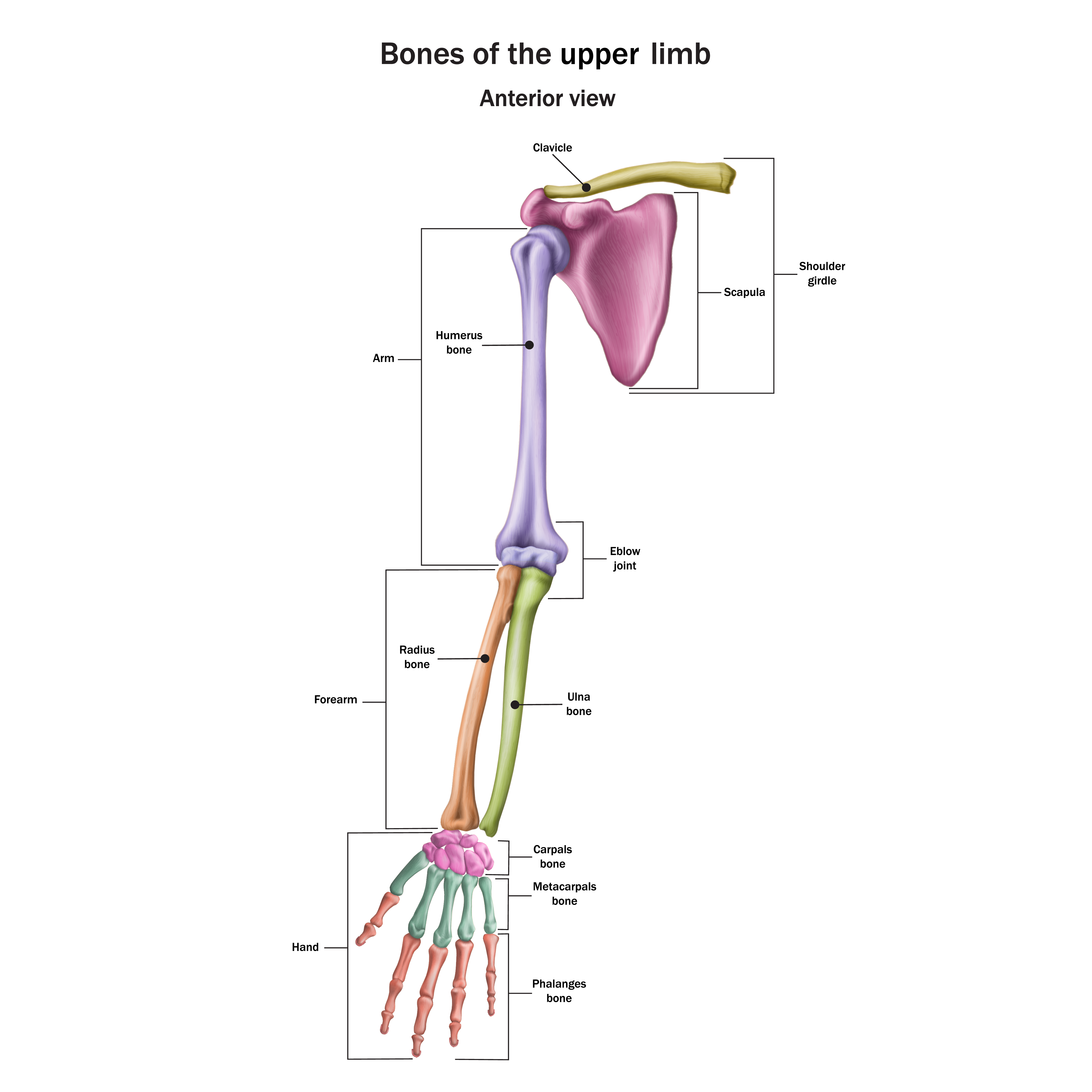 proximal ulna fracture