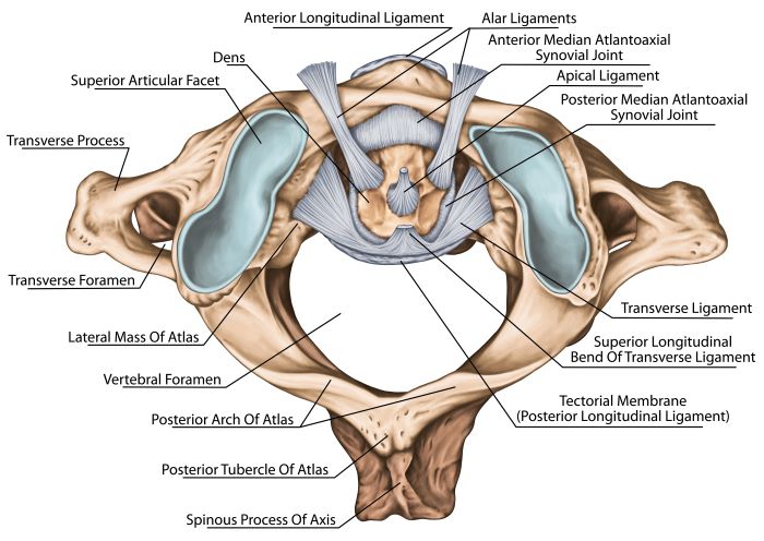 transverse process fracture